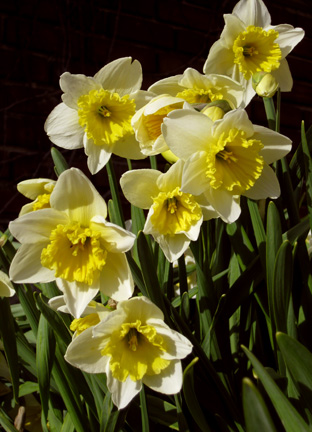 gary-jackson-daffodils