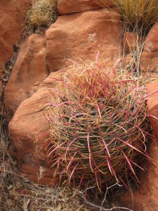 barrel-cactus