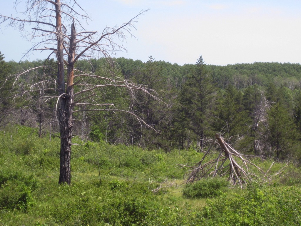 broken-tree