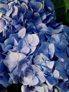 blue-hydrangeas1