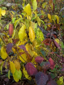 colored-leaves