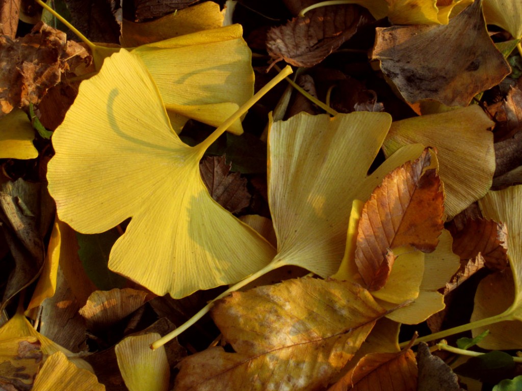 110509-gingko-leaves