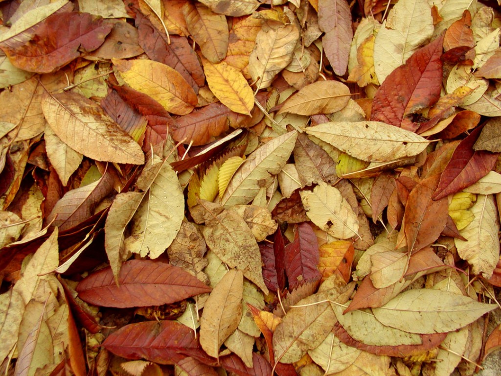 leaves-browns-yellows