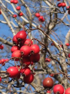 red-berries