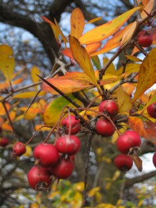 thorns-red-berries