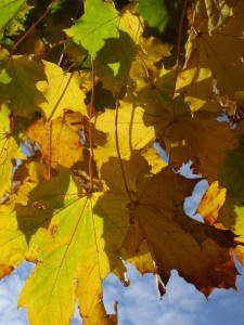 yellow-green-leaves