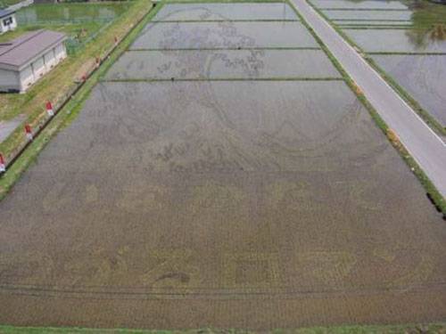 rice-field-art-3