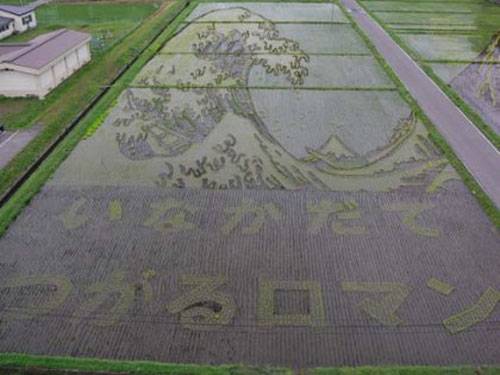 rice-field-art-4