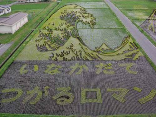 rice-field-art-5