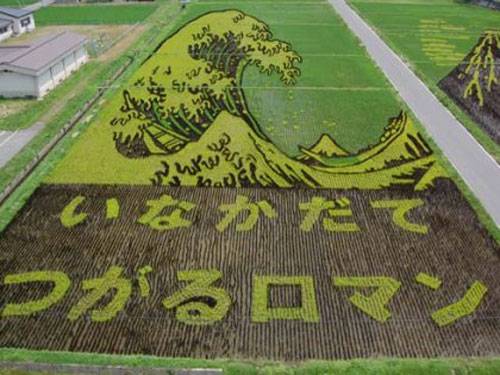 rice-field-art-6