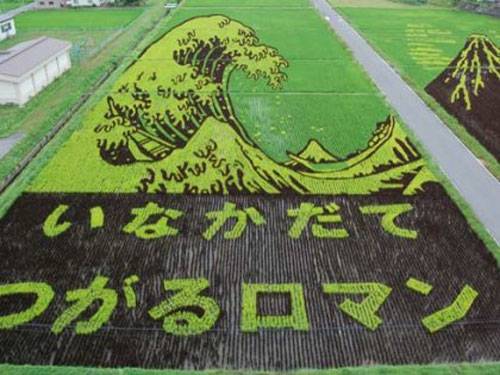 rice-field-art-7