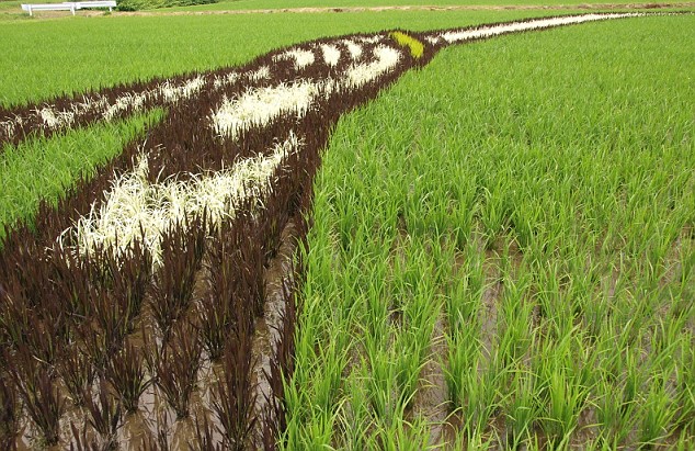 rice-field-detail