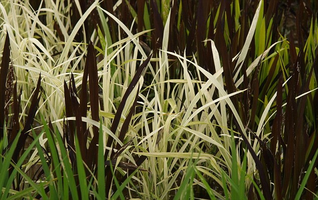 rice-field-plants