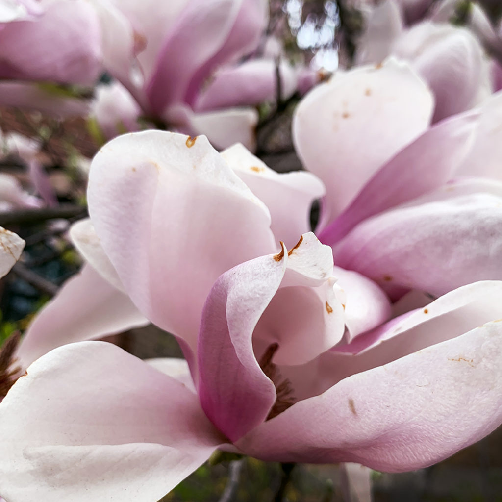 Ceramic Decals, Underglaze Transfer Flower Magnolia 
